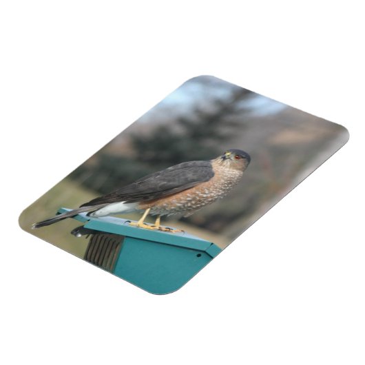 Coopers Hawk Magnet (Linke Seite)