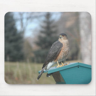 Coopers Hawk Mousepad