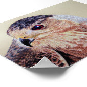Coopers Hawk Portrait Poster (Ecke)