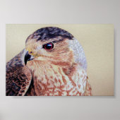 Coopers Hawk Portrait Poster (Vorne)