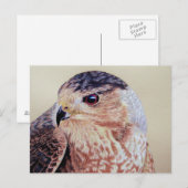 Coopers Hawk Portrait Postkarte (Vorne/Hinten)
