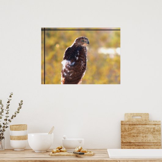 Cooper's Hawk Poster (Küche)