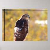 Cooper's Hawk Poster (Vorne)