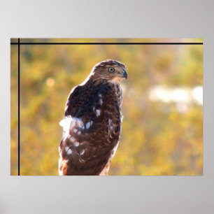 Cooper's Hawk Poster