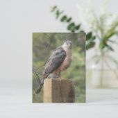Cooper's Hawk Postkarte (Stehend Vorderseite)