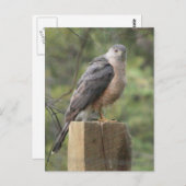 Cooper's Hawk Postkarte (Vorne/Hinten)