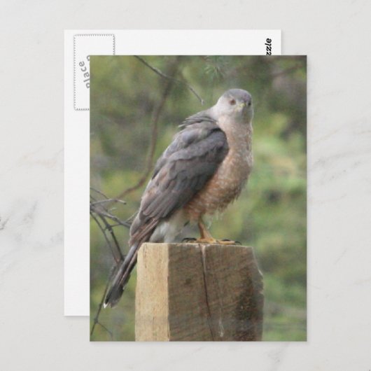 Cooper's Hawk Postkarte (Vorne/Hinten)