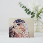 Coopers Hawk Postkarte (Stehend Vorderseite)