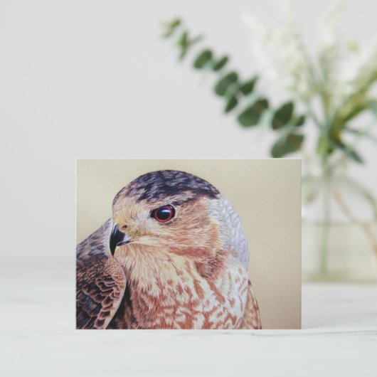 Coopers Hawk Postkarte (Stehend Vorderseite)