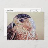 Coopers Hawk Postkarte (Vorne/Hinten)