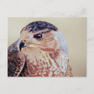 Coopers Hawk Postkarte