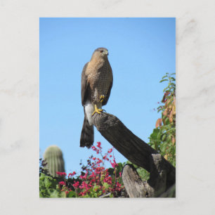 Cooper's Hawk Postkarte