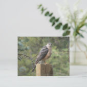 Cooper's Hawk Postkarte (Stehend Vorderseite)
