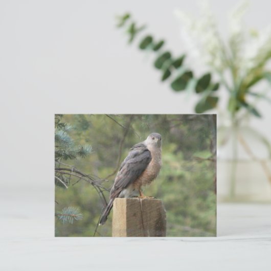 Cooper's Hawk Postkarte (Stehend Vorderseite)