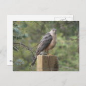Cooper's Hawk Postkarte (Vorne/Hinten)