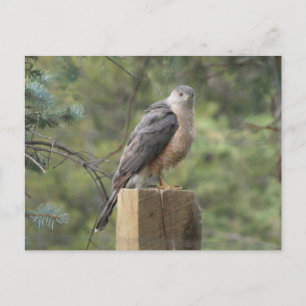 Cooper's Hawk Postkarte