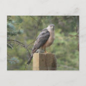 Cooper's Hawk Postkarte (Vorderseite)