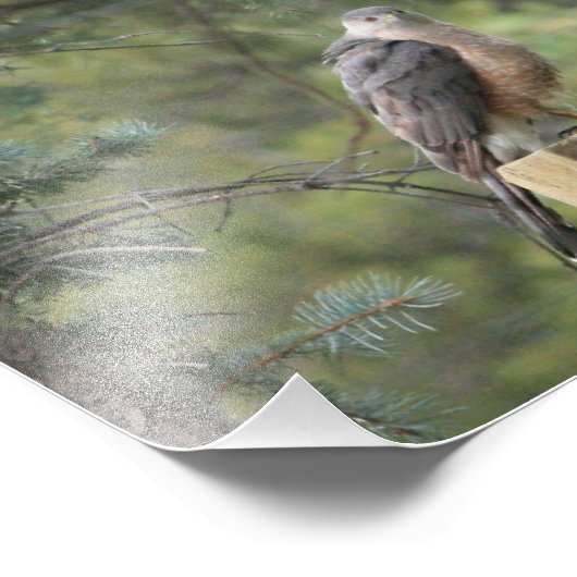 Cooper's Hawk Print Fotodruck (Ecke)