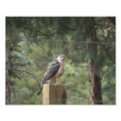 Cooper's Hawk Print Fotodruck (Vorne)