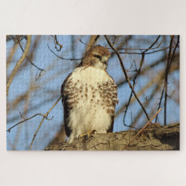 Cooper's Hawk Puzzle