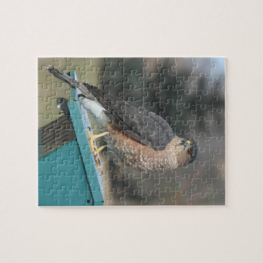 Coopers Hawk Puzzle (Horizontal)