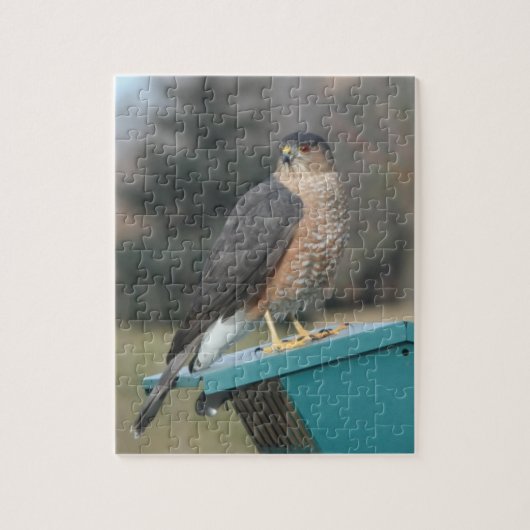 Coopers Hawk Puzzle (Vertikal)