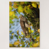 Cooper's Hawk Puzzle (Vertikal)