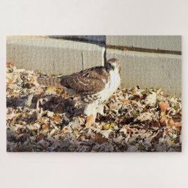 Cooper's Hawk Puzzle