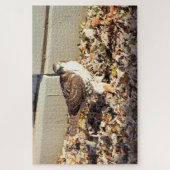 Cooper's Hawk Puzzle (Vertikal)