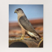 Cooper's Hawk Puzzle (Vertikal)