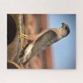 Cooper's Hawk Puzzle (Horizontal)