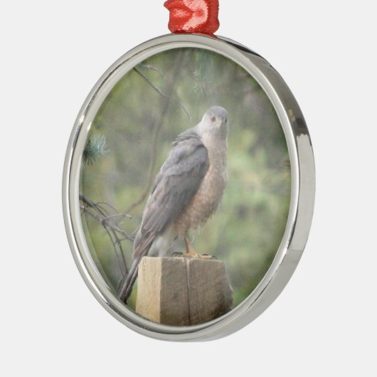 Cooper's Hawk Silbernes Ornament (Links)