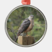 Cooper's Hawk Silbernes Ornament (Vorne)