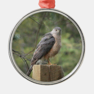 Cooper's Hawk Silbernes Ornament
