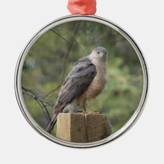 Cooper's Hawk Silbernes Ornament (Vorne)