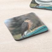 Coopers Hawk Untersetzer (Linke Seite)