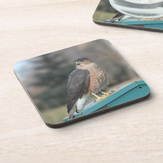 Coopers Hawk Untersetzer (Linke Seite)