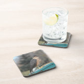 Coopers Hawk Untersetzer (Rechte Seite)