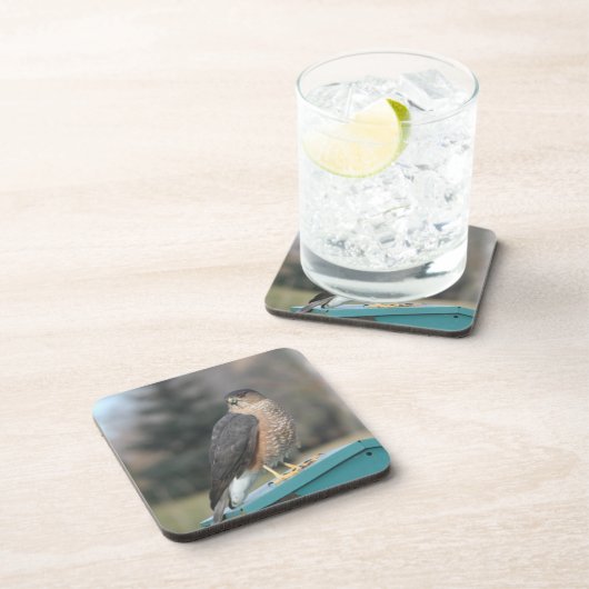 Coopers Hawk Untersetzer (Rechte Seite)