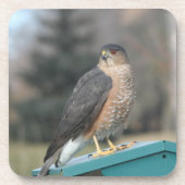 Coopers Hawk Untersetzer (Vorderseite)