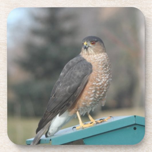 Coopers Hawk Untersetzer (Vorderseite)