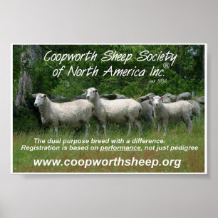 Coopworth Schafe Poster