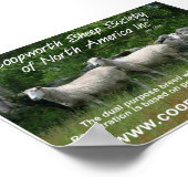 Coopworth Sheep Poster (Ecke)