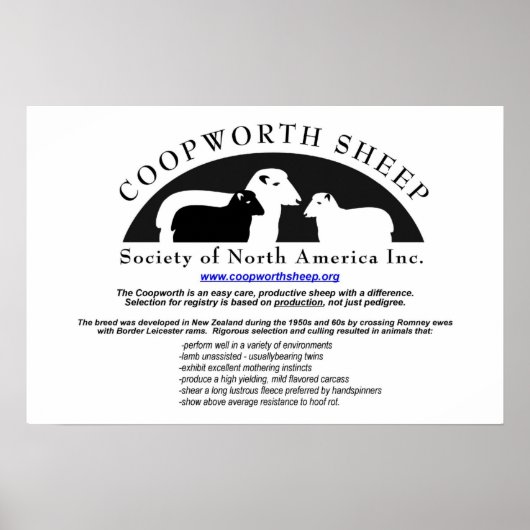 Coopworth Sheep Poster (Vorne)
