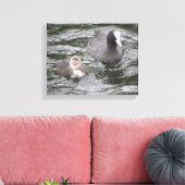 Coot and Chick Canvas Print Leinwanddruck (Insitu (Wohnzimmer))