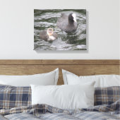 Coot and Chick Canvas Print Leinwanddruck (Insitu (Schlafzimmer))