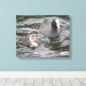 Coot and Chick Canvas Print Leinwanddruck (Insitu (Holzboden))