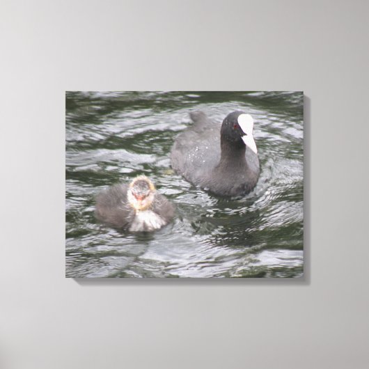 Coot and Chick Canvas Print Leinwanddruck (Vorderseite)