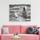 Coot and Chick Canvas Print Leinwanddruck (Insitu (Wohnzimmer))