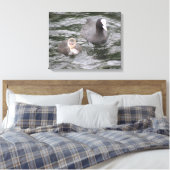 Coot and Chick Canvas Print Leinwanddruck (Insitu (Schlafzimmer))